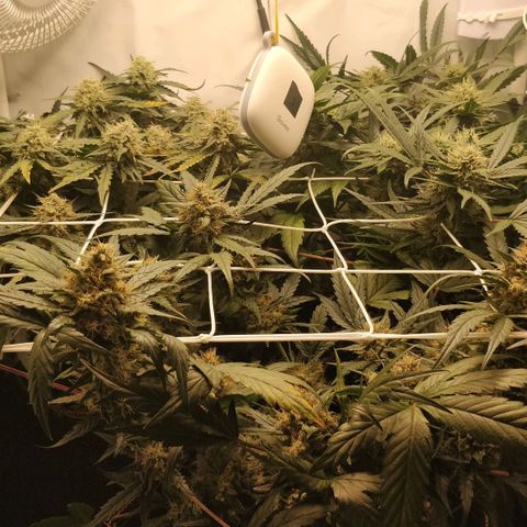 Creme-de-la-Chem x Skywalker growlog timeline photo