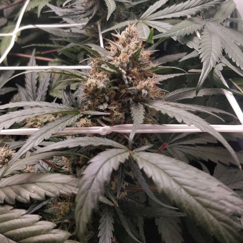 Creme-de-la-Chem x Skywalker growlog timeline photo