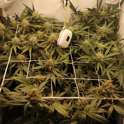 Creme-de-la-Chem x Skywalker growlog timeline photo