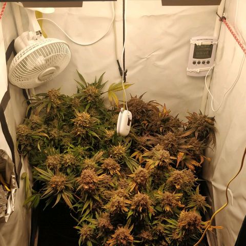Creme-de-la-Chem x Skywalker growlog timeline photo