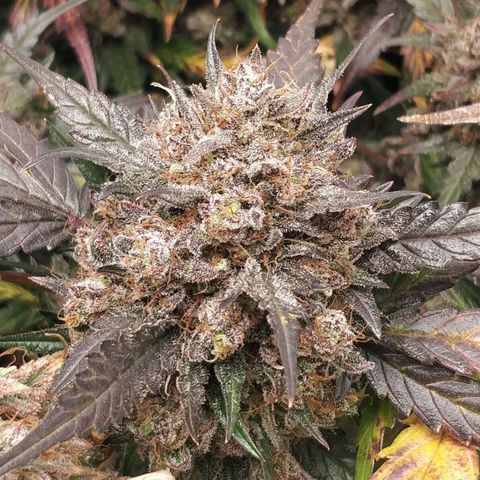 Creme-de-la-Chem x Skywalker growlog timeline photo