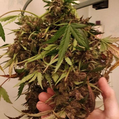 Creme-de-la-Chem x Skywalker growlog photo: Harvest #3