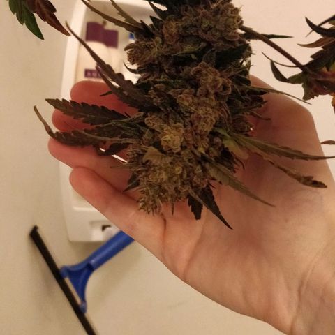 Creme-de-la-Chem x Skywalker growlog photo: Harvest #3