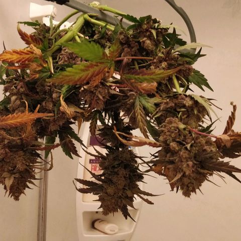 Creme-de-la-Chem x Skywalker growlog photo: Harvest #3