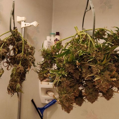 Creme-de-la-Chem x Skywalker growlog photo: Harvest #1