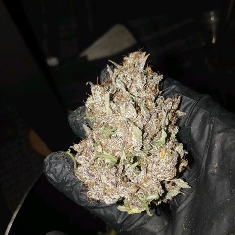 Creme-de-la-Chem x Skywalker growlog photo: #3
