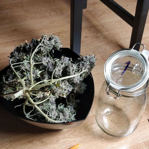 Creme-de-la-Chem x Skywalker growlog photo: Cure #1