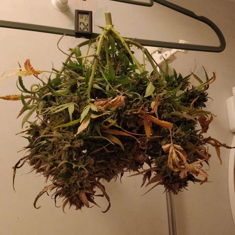 Creme-de-la-Chem x Skywalker growlog photo: Harvest #2