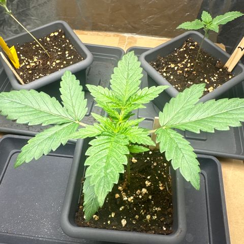 Cookies Gelato growlog timeline photo