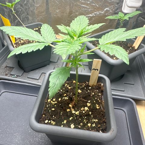 Cookies Gelato growlog timeline photo