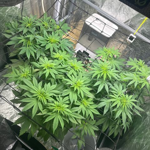 Cookies Gelato growlog photo: Auf 12 stunden umgestellt sog. Netz aufgehängt 
Normal nach biobizz dünge Schema 