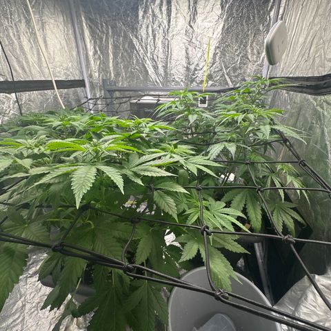 Cookies Gelato growlog photo: Auf 12 stunden umgestellt sog. Netz aufgehängt 
Normal nach biobizz dünge Schema 