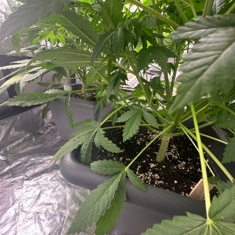 Cookies Gelato growlog photo: Auf 12 stunden umgestellt sog. Netz aufgehängt 
Normal nach biobizz dünge Schema 