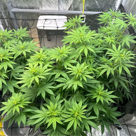 Cookies Gelato growlog photo: Zweite Blüte Woche 