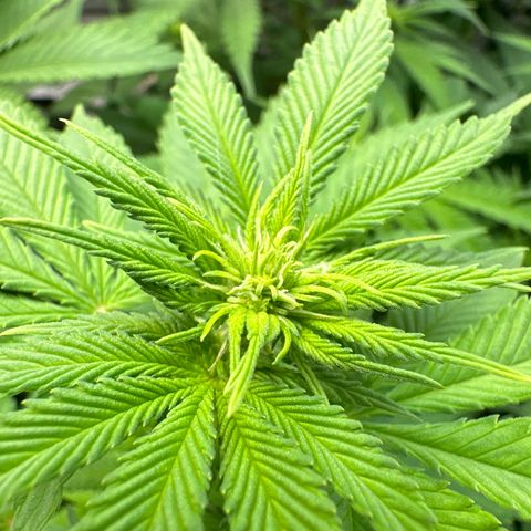 Cookies Gelato growlog photo: Zweite Blüte Woche 