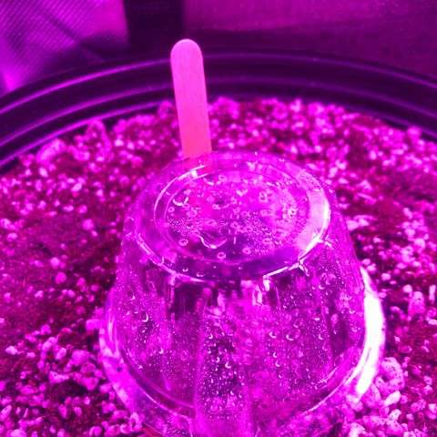 Lemon Haze growlog timeline photo