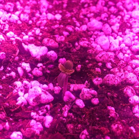 Lemon Haze growlog timeline photo