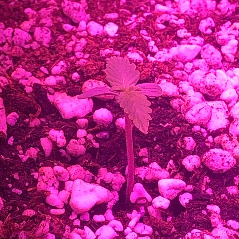 Lemon Haze growlog timeline photo