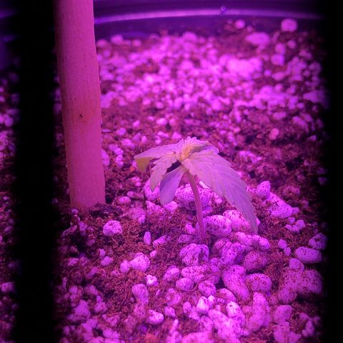Lemon Haze growlog photo: Registro da planta + rega que escoou para o prato