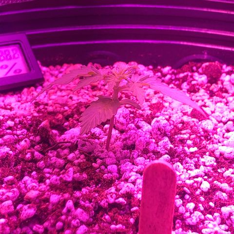 Lemon Haze growlog timeline photo