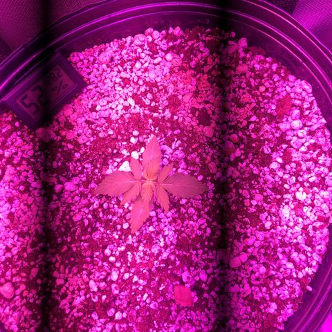 Lemon Haze growlog timeline photo