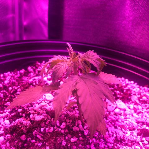 Lemon Haze growlog photo: Após cerca de 4/5 horasda rega as folhas de cima se curvaram para baixo, quase certo que foi excesso de réga…Única coisa que eu fiz foi abaixar a altura da Luz, vou verificar como estará amanhã.