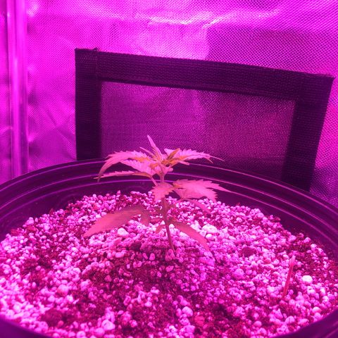 Lemon Haze growlog photo: Apenas registrando via foto 1x por semana.

Obs.: Folhas ja não estão curvadas como ontem