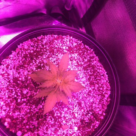 Lemon Haze growlog photo: Apenas registrando via foto 1x por semana.

Obs.: Folhas ja não estão curvadas como ontem