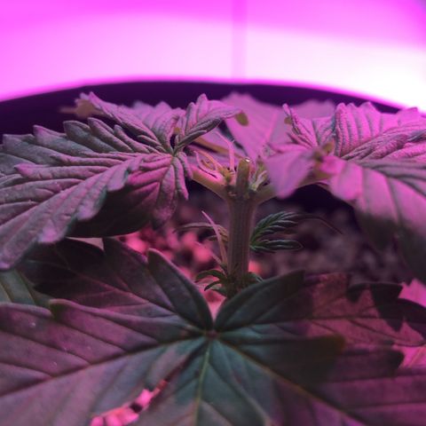 Lemon Haze growlog photo: Entrou em pré flora + Poda Top