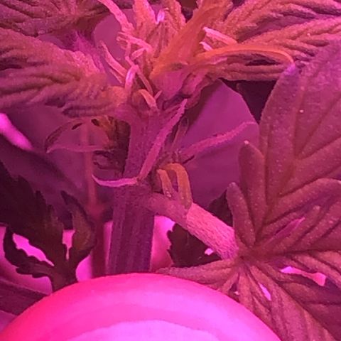 Lemon Haze growlog photo: Entrou em pré flora + Poda Top