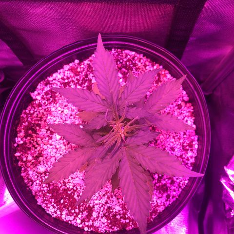 Lemon Haze growlog photo: Registro semanal de fotos. Evolução pós poda top