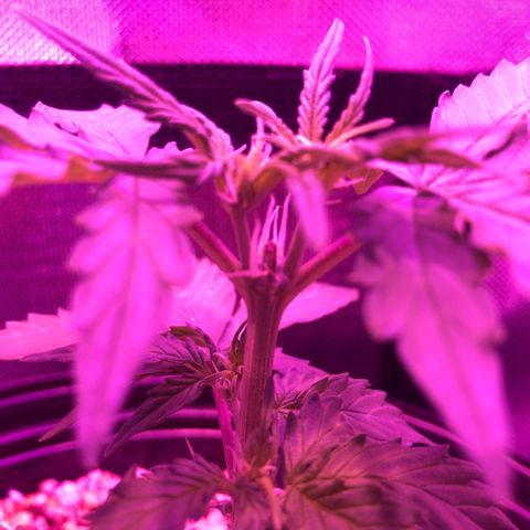 Lemon Haze growlog photo: Registro semanal de fotos. Evolução pós poda top