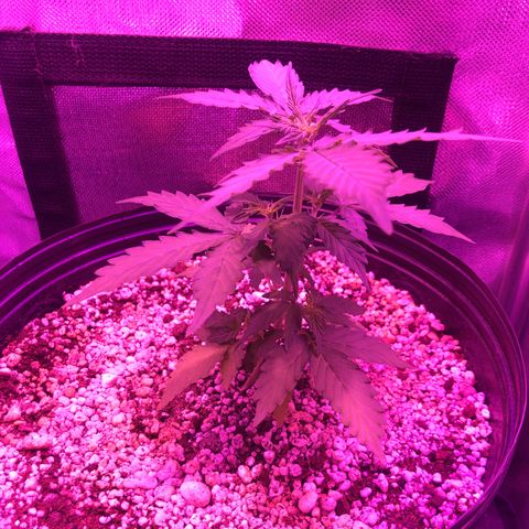 Lemon Haze growlog photo: Registro semanal de fotos. Evolução pós poda top