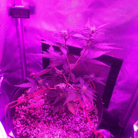 Lemon Haze growlog photo: Registro semanal
