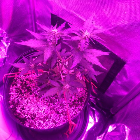 Lemon Haze growlog photo: Registro semanal