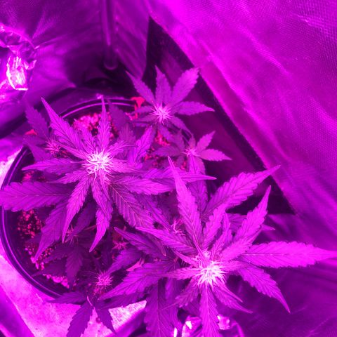 Lemon Haze growlog photo: Registr semanal