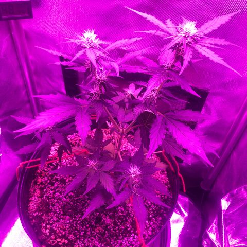Lemon Haze growlog photo: Registr semanal