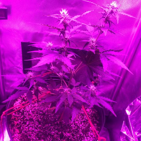 Lemon Haze growlog photo: Registr semanal