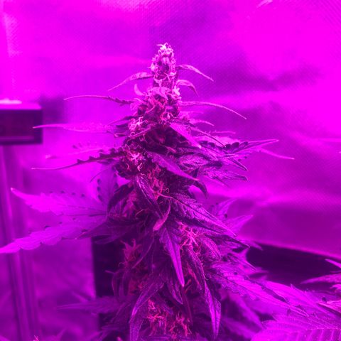 Lemon Haze growlog timeline photo