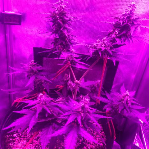 Lemon Haze growlog timeline photo