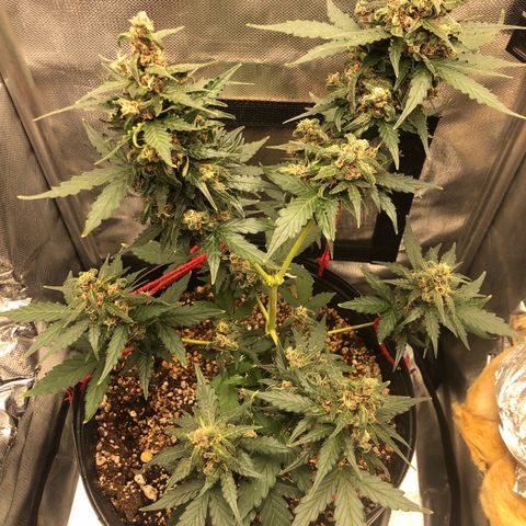 Lemon Haze growlog photo: Almost there…
