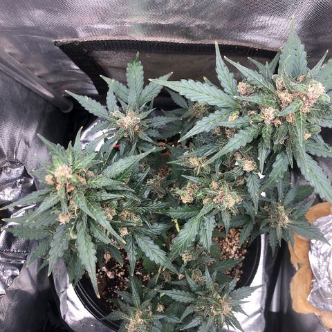 Lemon Haze growlog photo: Almost there…