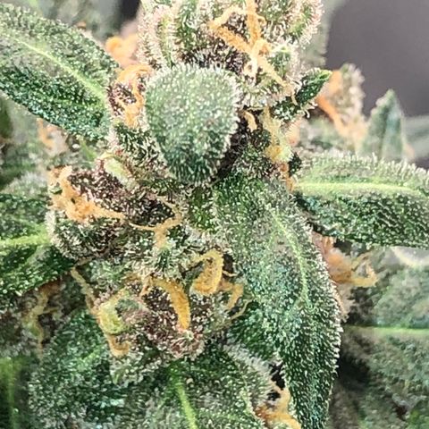 Lemon Haze growlog photo: Almost there…