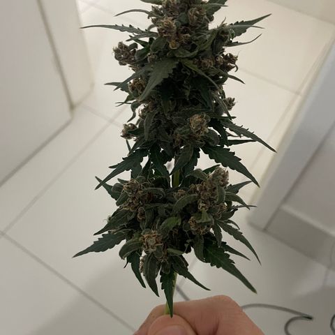 Lemon Haze growlog timeline photo
