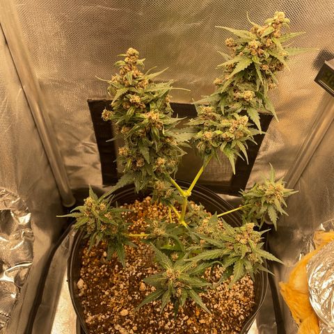 Lemon Haze growlog timeline photo