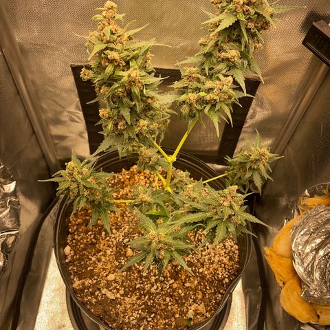 Lemon Haze growlog timeline photo