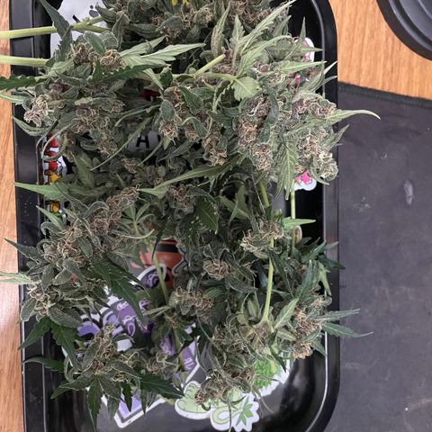 Lemon Haze growlog timeline photo