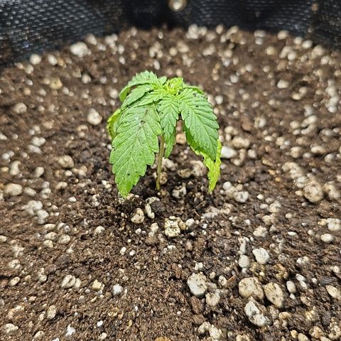 Blue Mistic growlog timeline photo