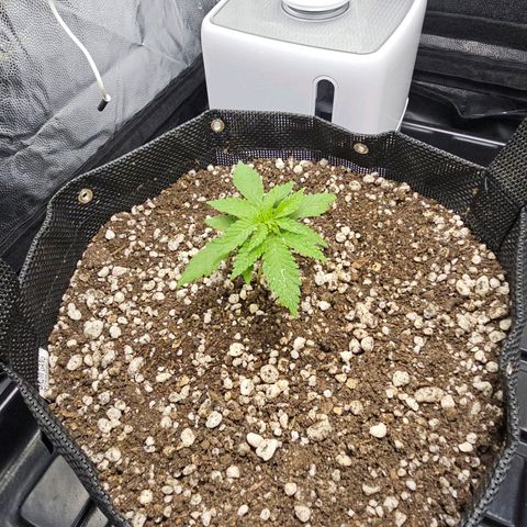 Blue Mistic growlog timeline photo