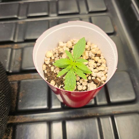 Blue Mistic growlog timeline photo